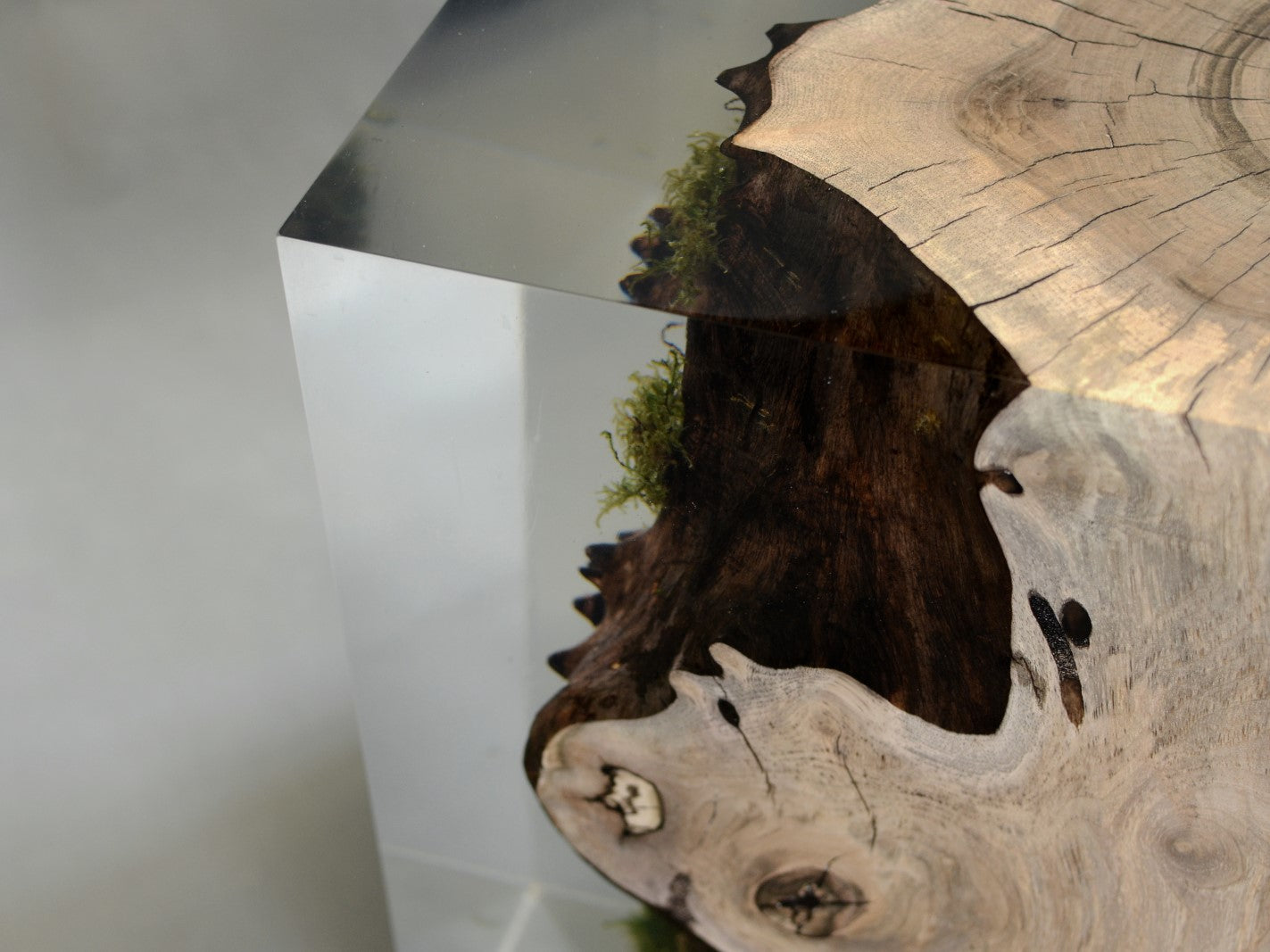 stump walnut