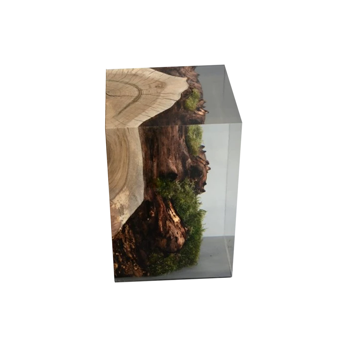 stump walnut