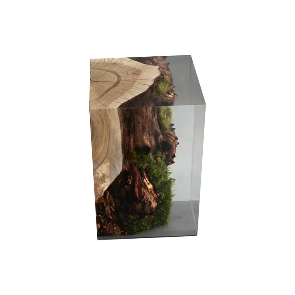 stump walnut