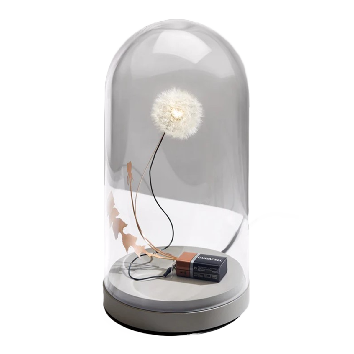 dandelight | with glass dome & concrete base