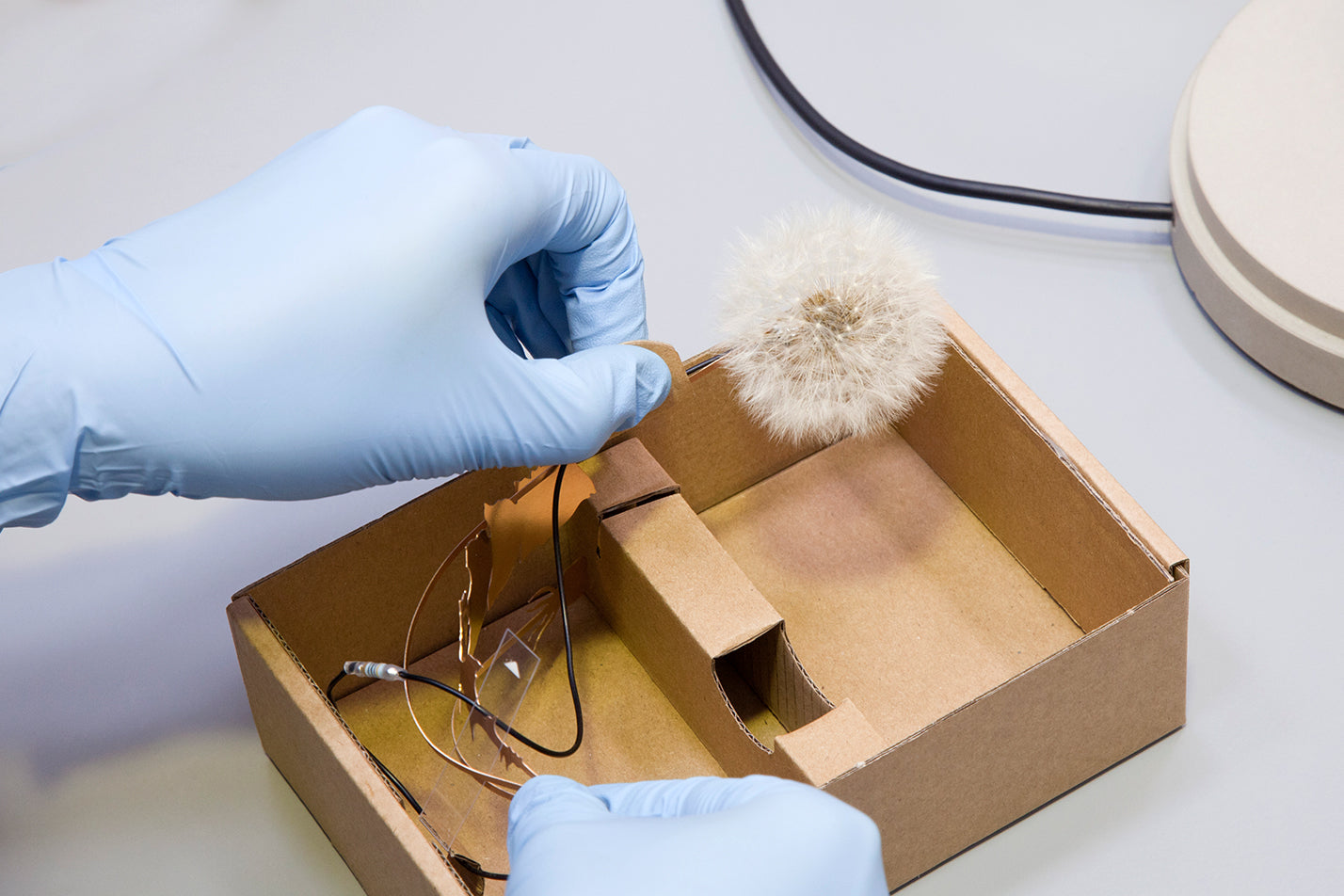 Dande light | Studio drift | Frozen fountain